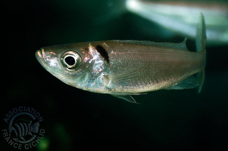 Benthochromis melanoides